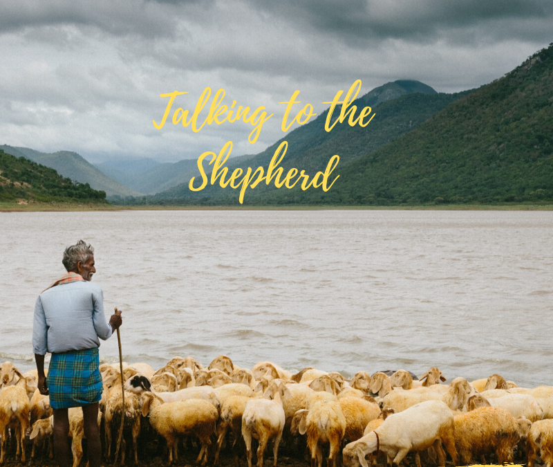 HONEY, IT’S TIME TO GROW UP!  TALKING TO THE SHEPHERD…