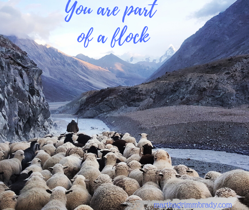 WHAT DOES IT MEAN THAT YOU ARE PART OF A FLOCK?…
