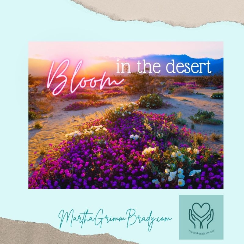 Photo of flowers blooming in a desert.