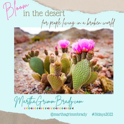 Photo of cactus blooming in the desert