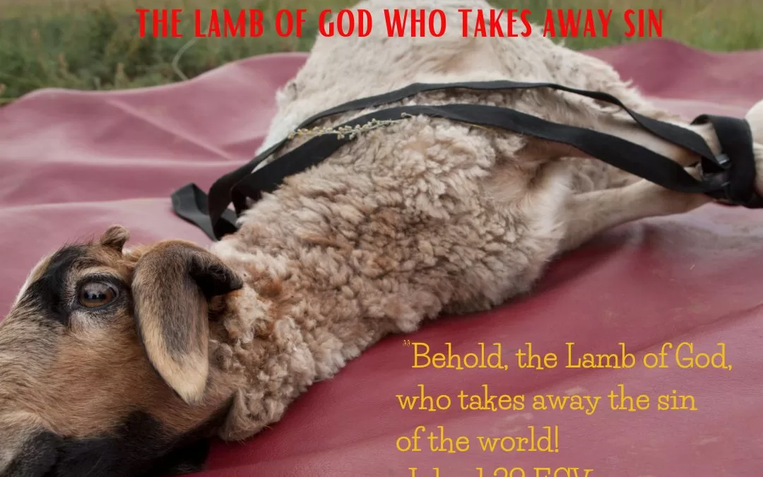 THE HOPE OF CHRISTMAS:THE LAMB OF GOD…