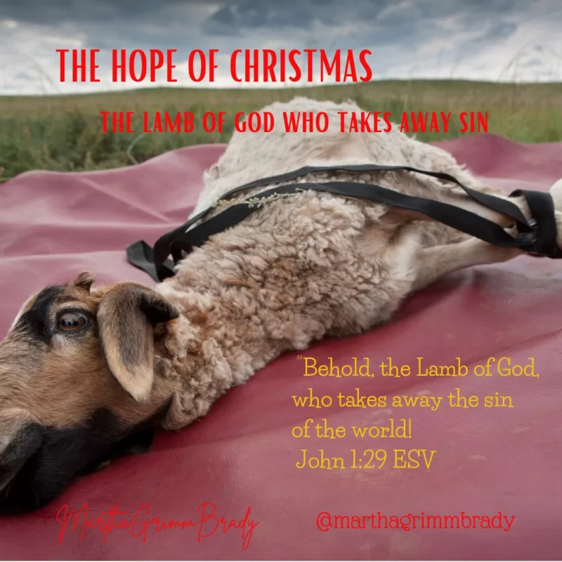 Photo of a lamb tied up and ready to be sacrificed. This lamb would not qualify however because he isn't perfect. But you can get the idea.